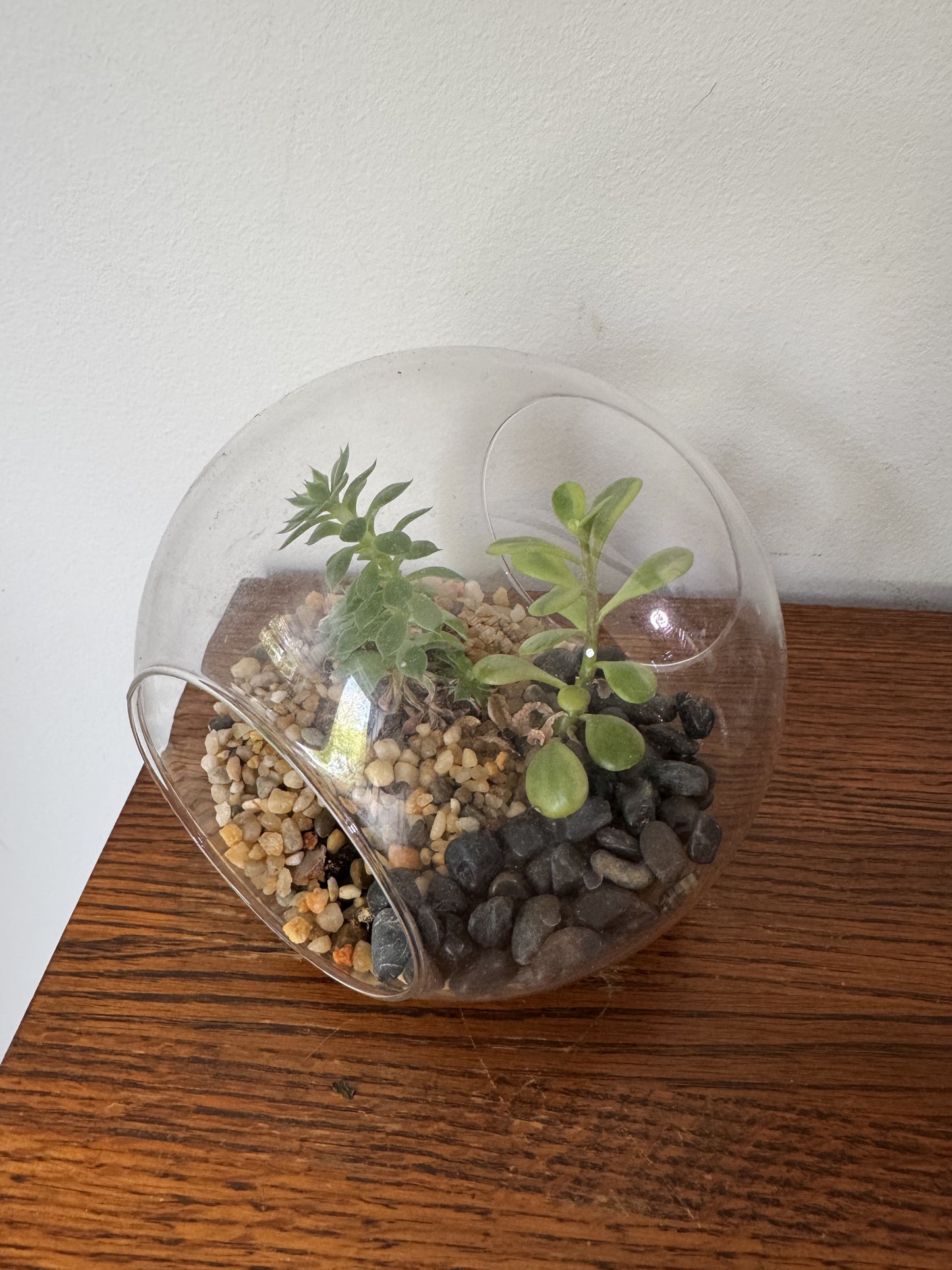 Small Terrarium