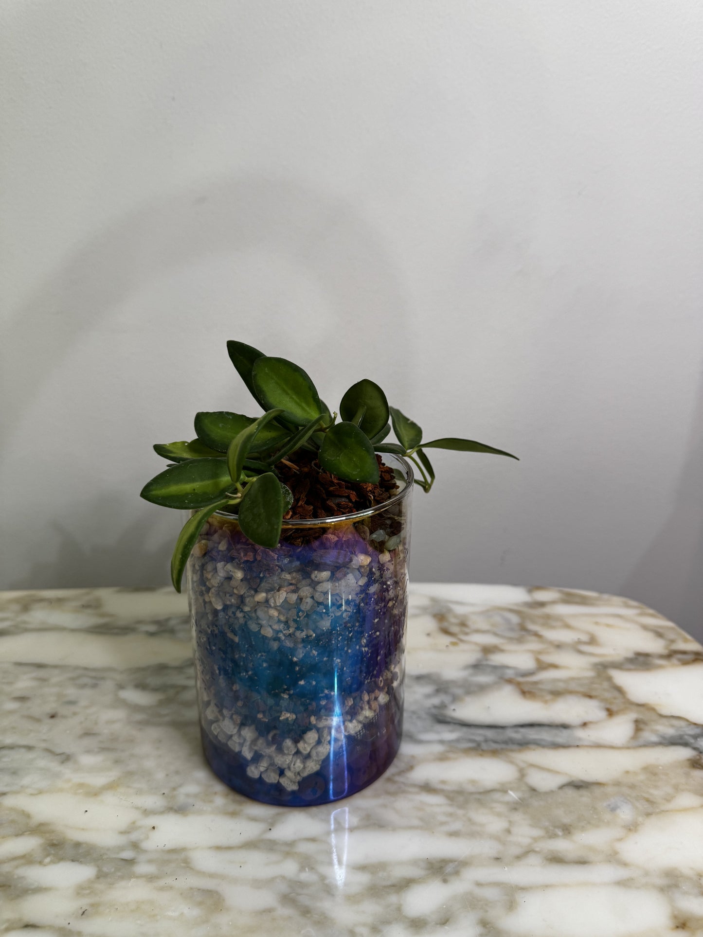 Small Terrarium