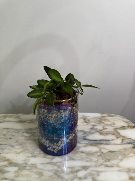 Small Terrarium