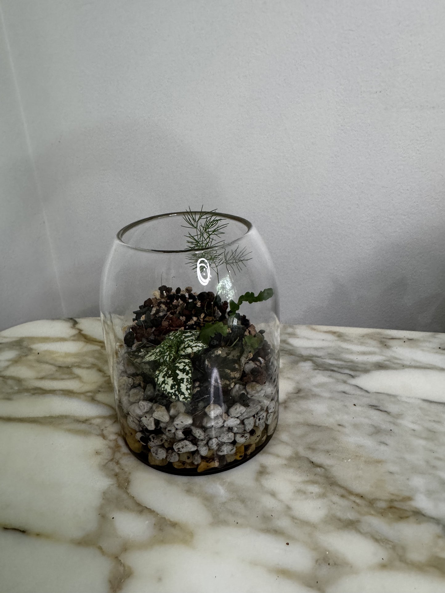 Small Terrarium