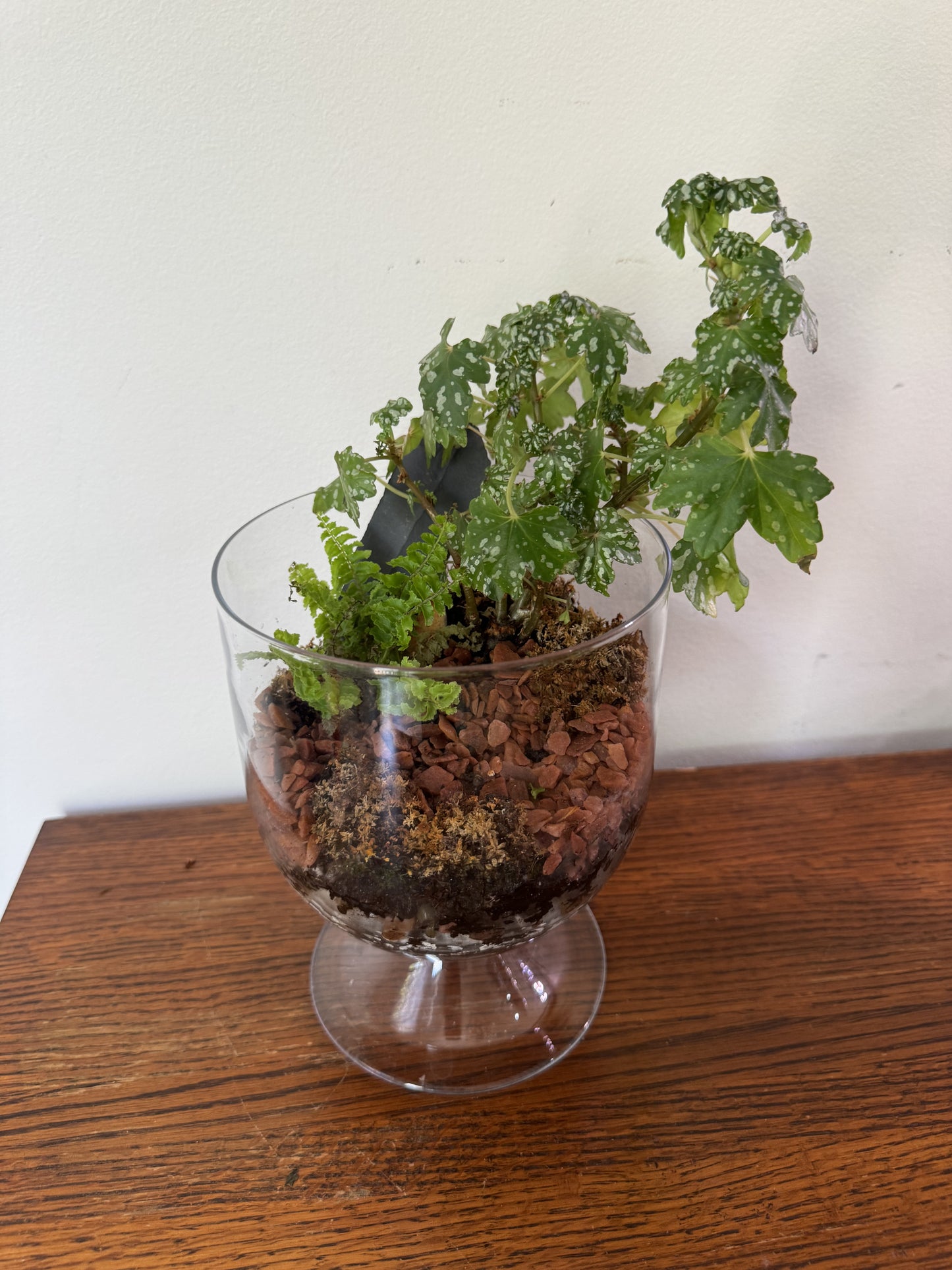 Medium Terrarium