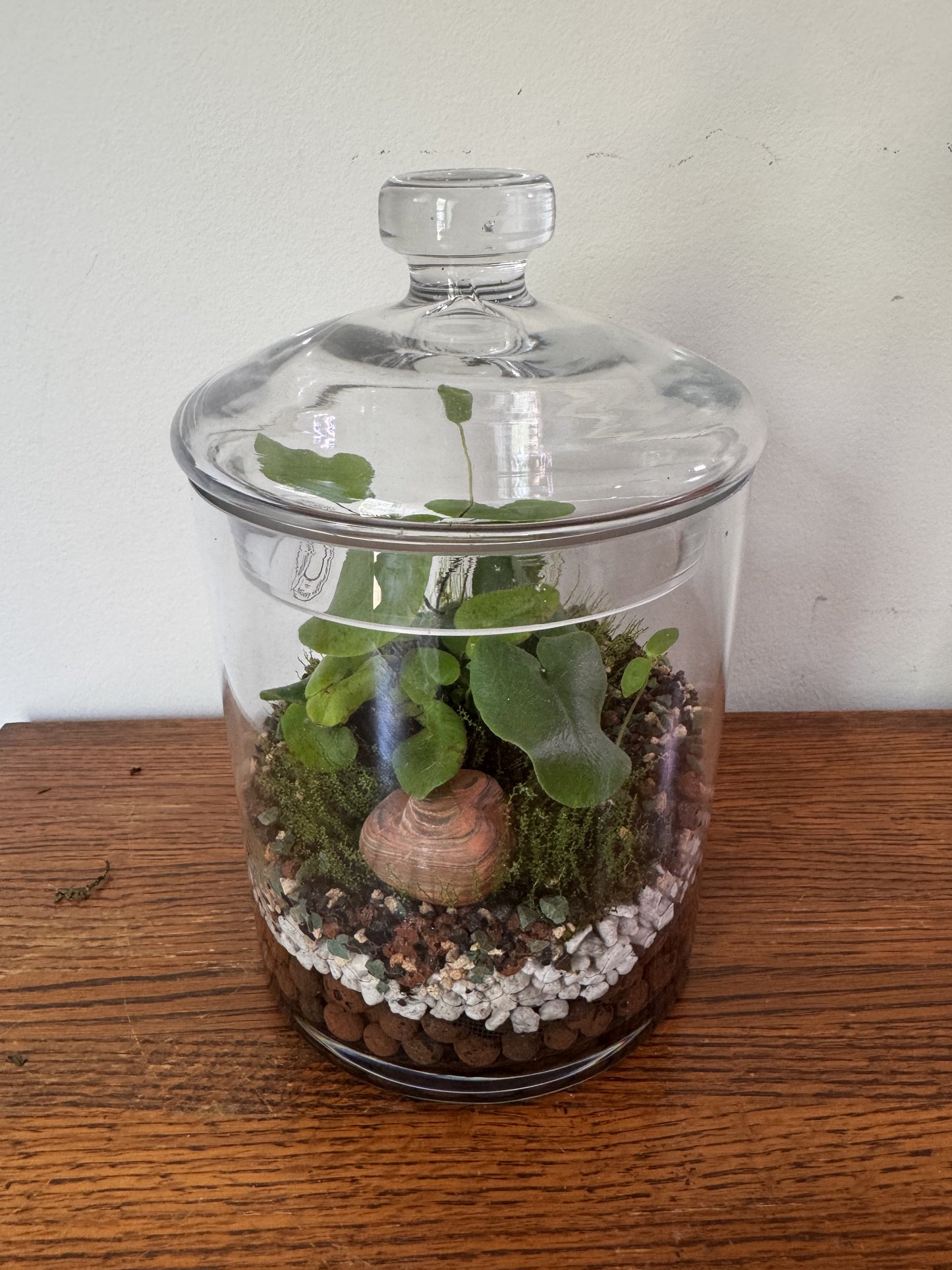 Large Terrarium