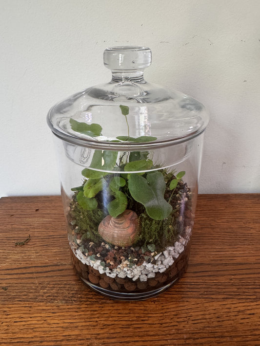 Large Terrarium
