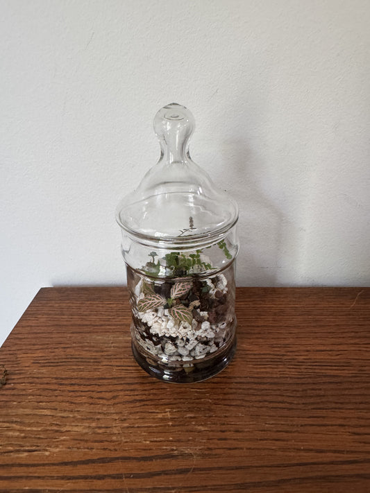 Medium Terrarium